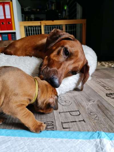 Rhodesian Ridgeback-Beitrag-Bild
