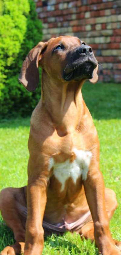 Rhodesian Ridgeback-Beitrag-Bild