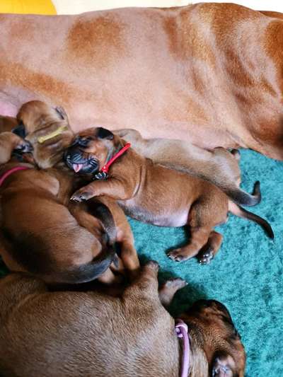 Rhodesian Ridgeback-Beitrag-Bild