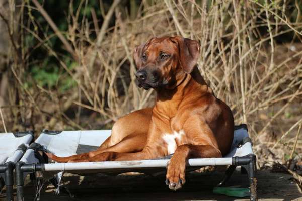 Rhodesian Ridgeback-Beitrag-Bild