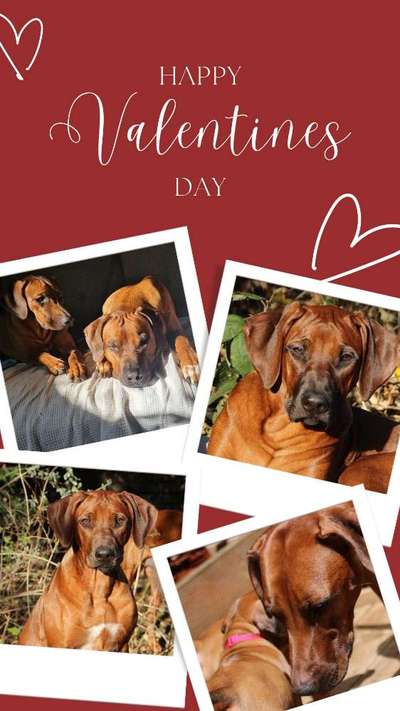 Rhodesian Ridgeback-Beitrag-Bild