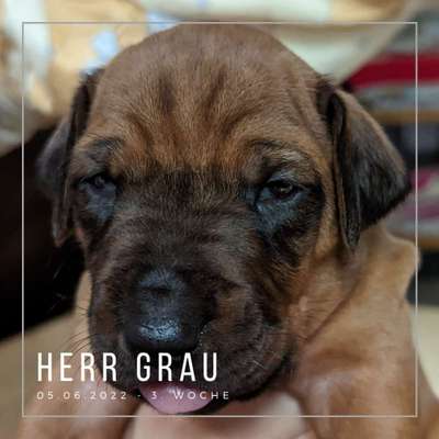 Rhodesian Ridgeback-Beitrag-Bild