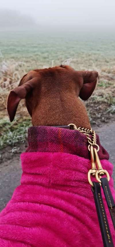 Rhodesian Ridgeback-Beitrag-Bild