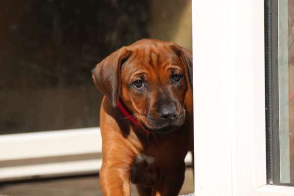 Rhodesian Ridgeback-Beitrag-Bild
