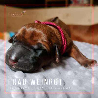 Rhodesian Ridgeback-Beitrag-Bild