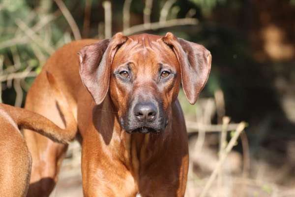 Rhodesian Ridgeback-Beitrag-Bild