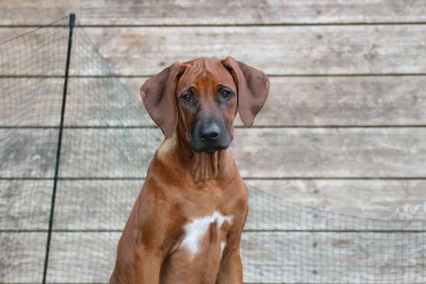 Rhodesian Ridgeback-Beitrag-Bild