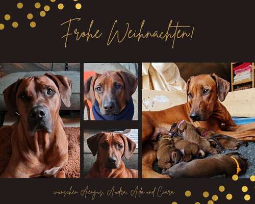 Rhodesian Ridgeback-Beitrag-Bild