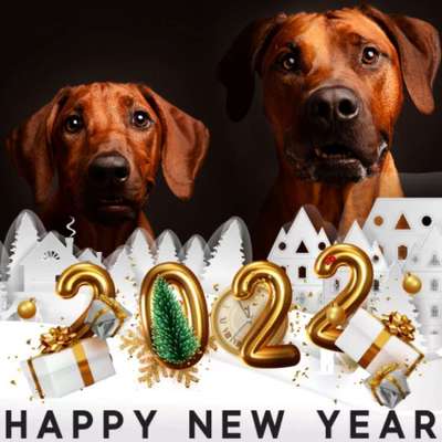 Rhodesian Ridgeback-Beitrag-Bild