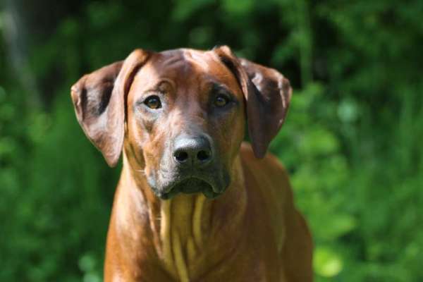 Rhodesian Ridgeback-Beitrag-Bild