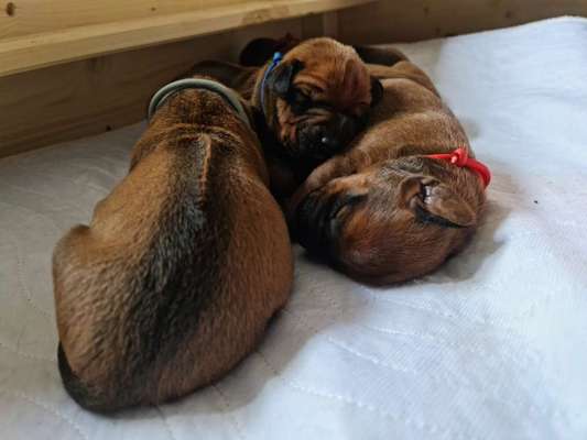 Rhodesian Ridgeback-Beitrag-Bild