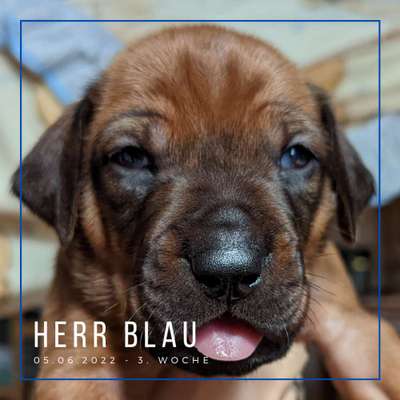 Rhodesian Ridgeback-Beitrag-Bild