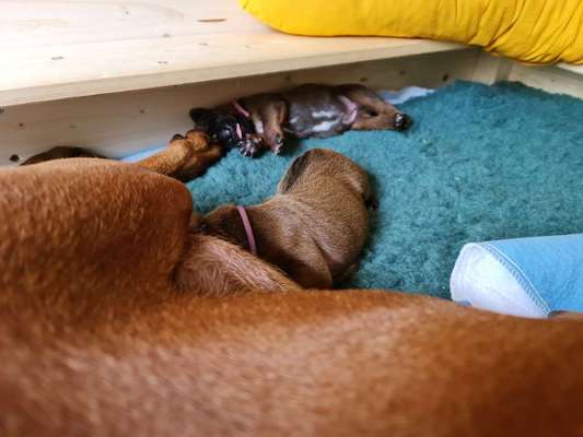 Rhodesian Ridgeback-Beitrag-Bild