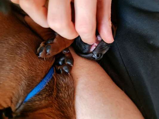 Rhodesian Ridgeback-Beitrag-Bild