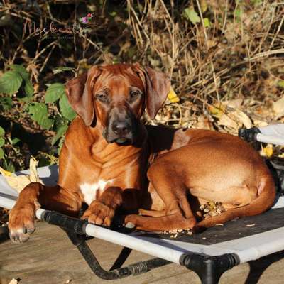 Rhodesian Ridgeback-Beitrag-Bild