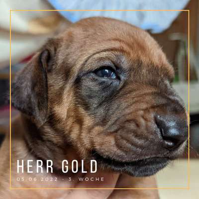 Rhodesian Ridgeback-Beitrag-Bild