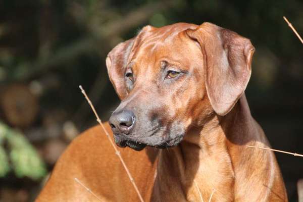 Rhodesian Ridgeback-Beitrag-Bild