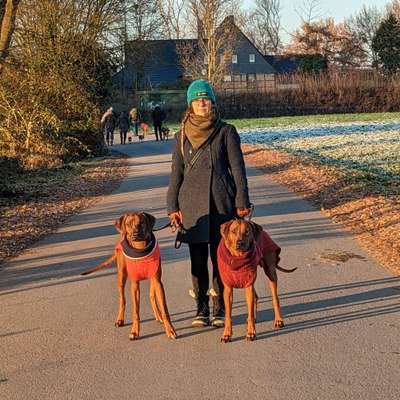 Rhodesian Ridgeback-Beitrag-Bild