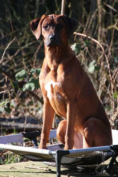 Rhodesian Ridgeback-Beitrag-Bild