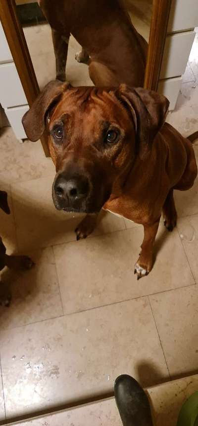 Rhodesian Ridgeback-Beitrag-Bild
