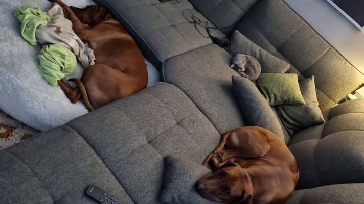 Rhodesian Ridgeback-Beitrag-Bild