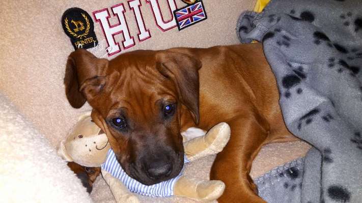 Rhodesian Ridgeback-Beitrag-Bild
