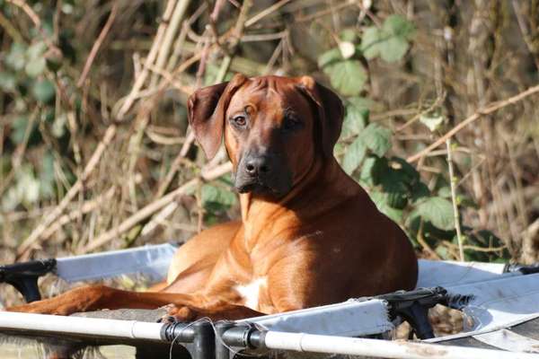 Rhodesian Ridgeback-Beitrag-Bild