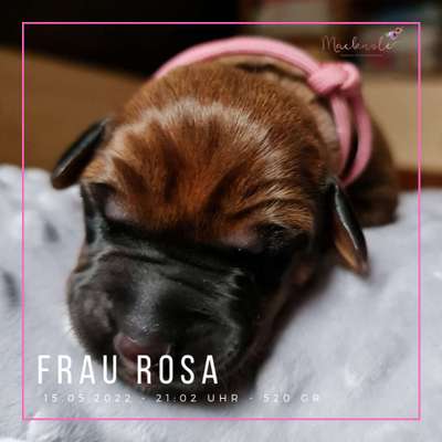 Rhodesian Ridgeback-Beitrag-Bild