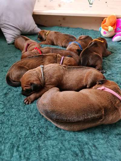 Rhodesian Ridgeback-Beitrag-Bild