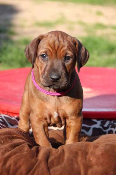 Rhodesian Ridgeback-Beitrag-Bild