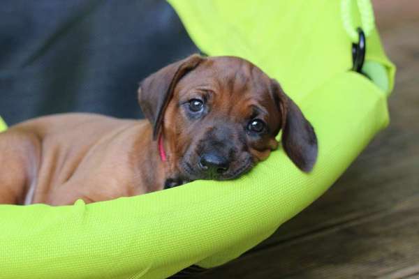 Rhodesian Ridgeback-Beitrag-Bild