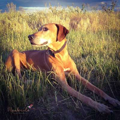 Rhodesian Ridgeback-Beitrag-Bild
