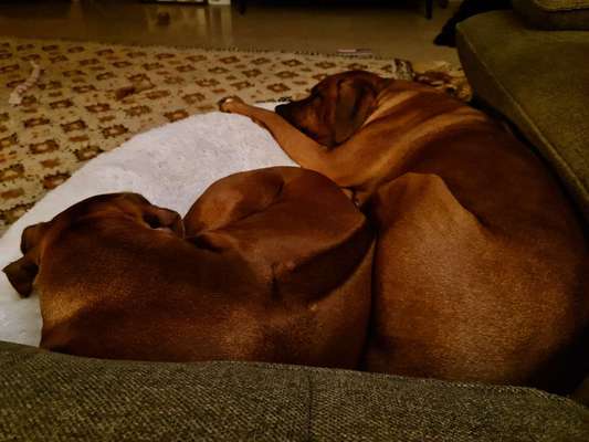 Rhodesian Ridgeback-Beitrag-Bild