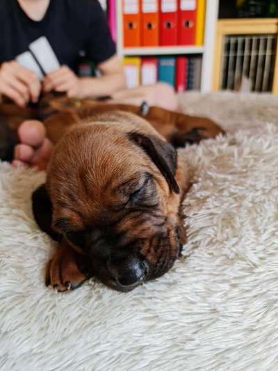 Rhodesian Ridgeback-Beitrag-Bild