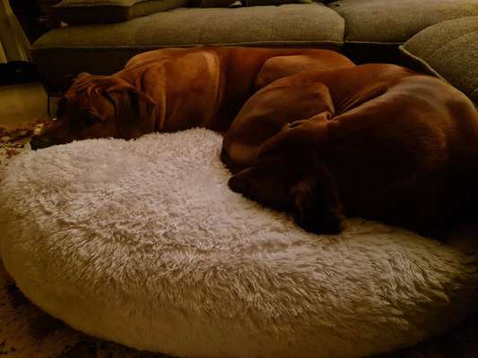 Rhodesian Ridgeback-Beitrag-Bild