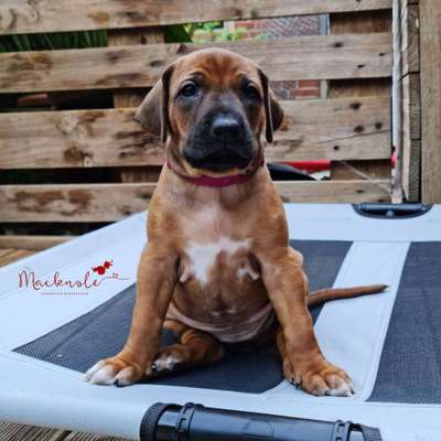 Rhodesian Ridgeback-Beitrag-Bild