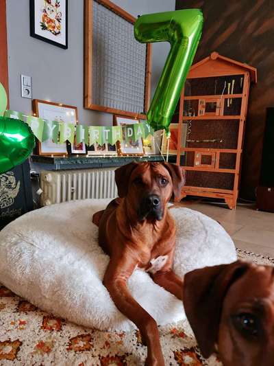Rhodesian Ridgeback-Beitrag-Bild
