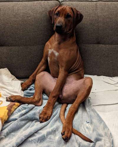 Rhodesian Ridgeback-Beitrag-Bild