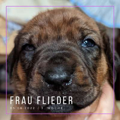 Rhodesian Ridgeback-Beitrag-Bild