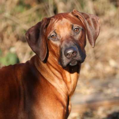Rhodesian Ridgeback-Beitrag-Bild