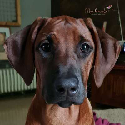 Rhodesian Ridgeback-Beitrag-Bild