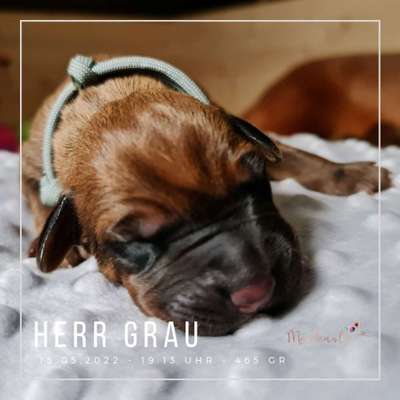 Rhodesian Ridgeback-Beitrag-Bild