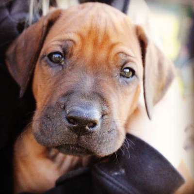 Rhodesian Ridgeback-Beitrag-Bild