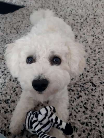 Hundetreffen-Spaziergänge & Training in Alltagssituationen-Bild