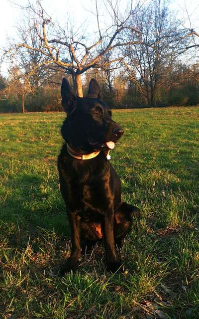 Schäferhund-Beitrag-Bild