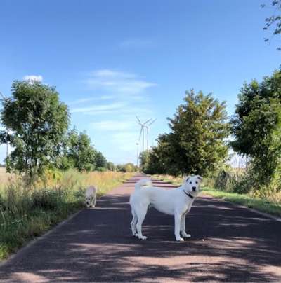 Hundetreffen-Spielgefährte zum auspowern im Garten gesucht-Bild