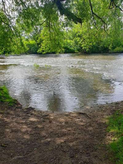 Hundeauslaufgebiet-Hundebade Strand-Bild