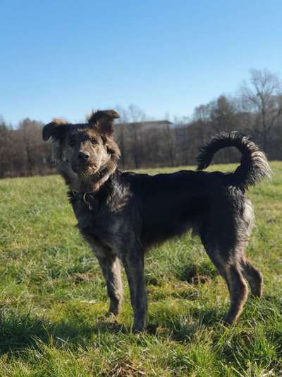 Mischlinge - die beste Rasse die es gibt-Beitrag-Bild