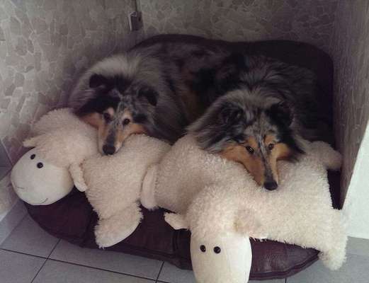 Collies gesucht-Beitrag-Bild