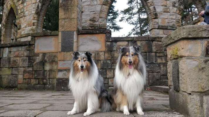 Langhaar Collies-Beitrag-Bild
